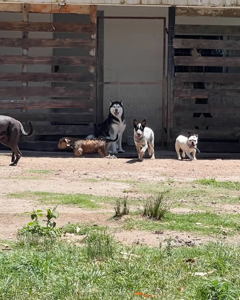 arc_pics_onlydogs (1)