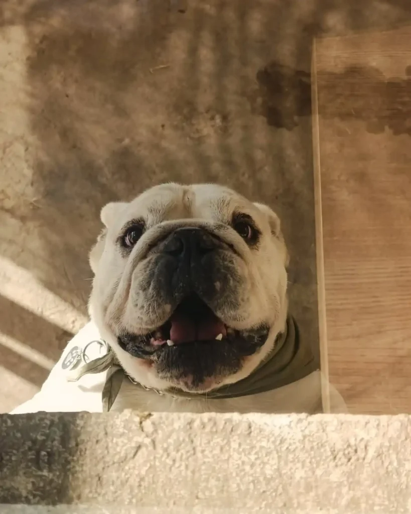 arc_pics_onlydogs (10)