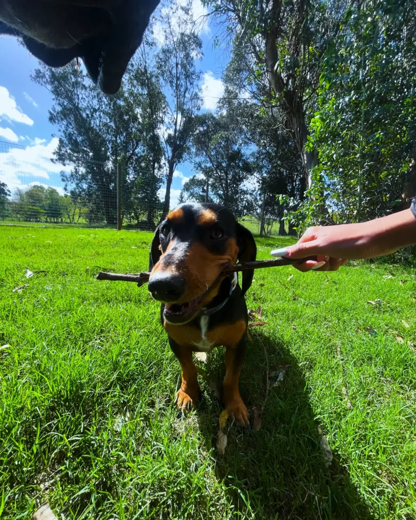 arc_pics_onlydogs (11)