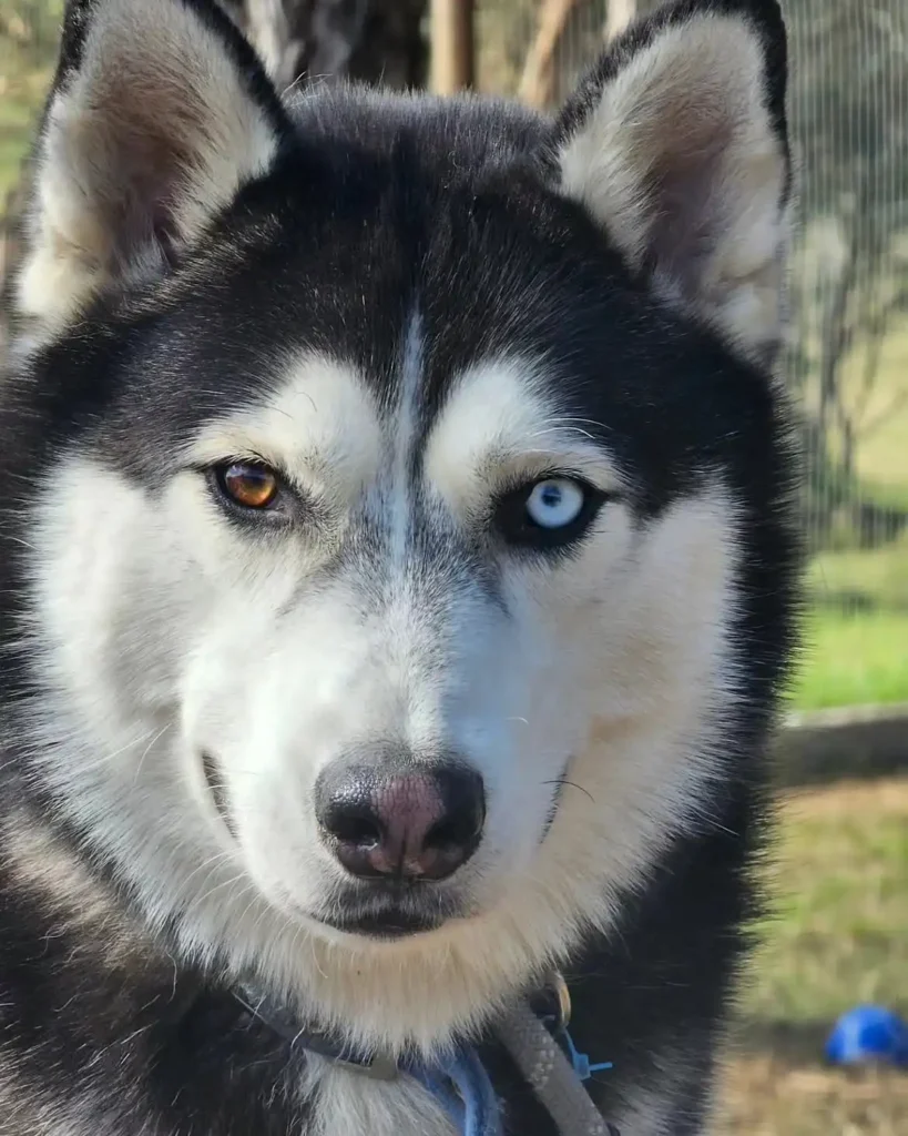 arc_pics_onlydogs (12)