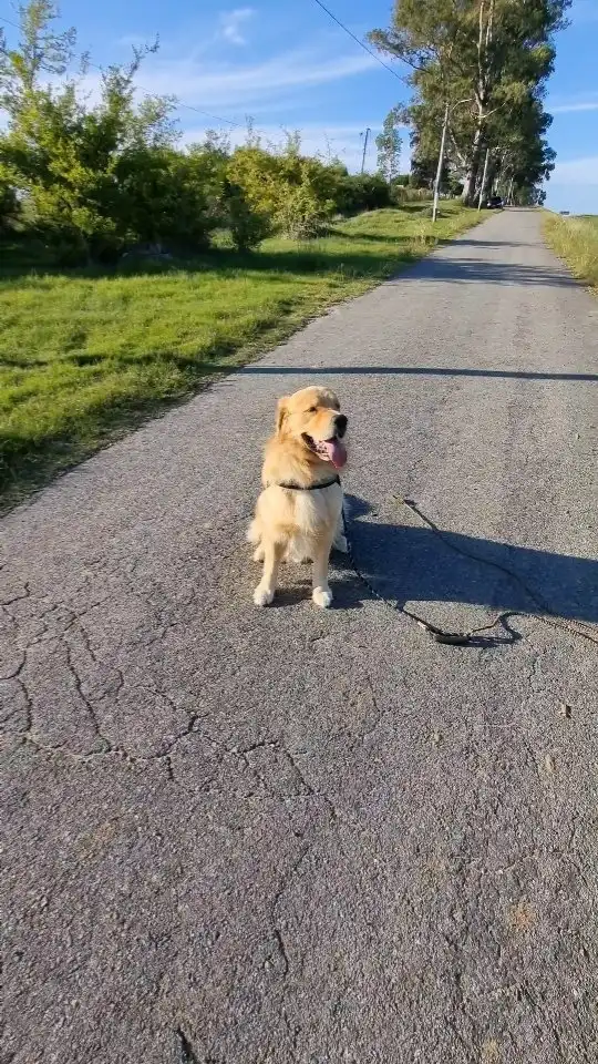 arc_pics_onlydogs (13)
