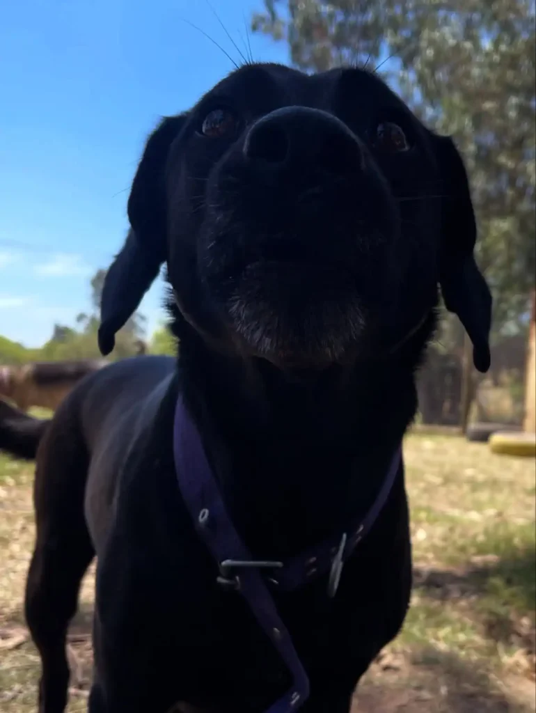 arc_pics_onlydogs (14)