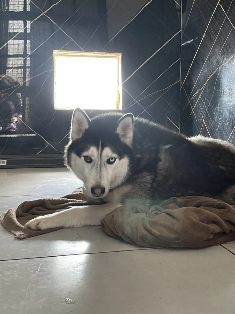 arc_pics_onlydogs (15)