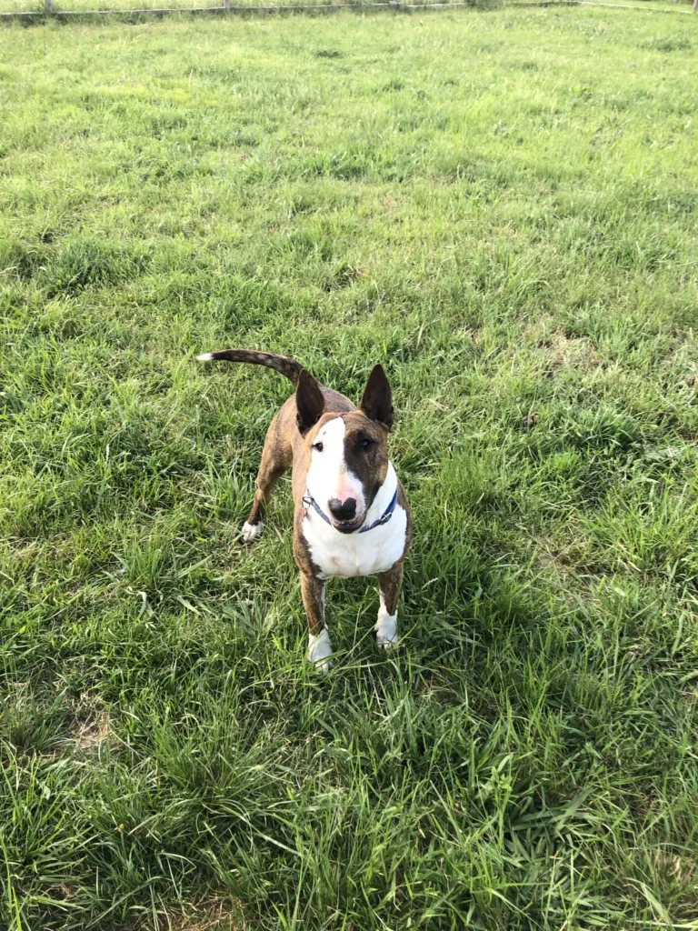 arc_pics_onlydogs (17)