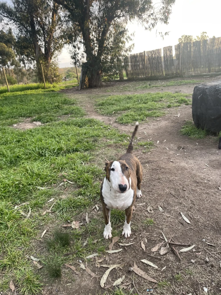 arc_pics_onlydogs (18)