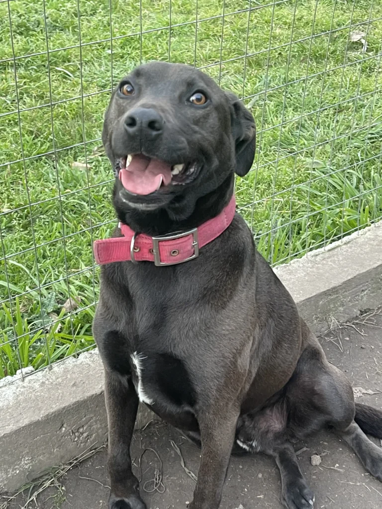arc_pics_onlydogs (19)