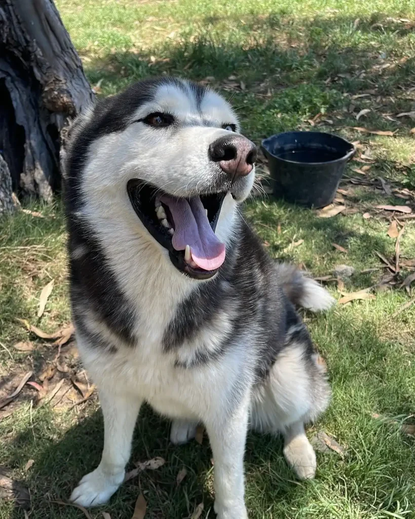arc_pics_onlydogs (2)