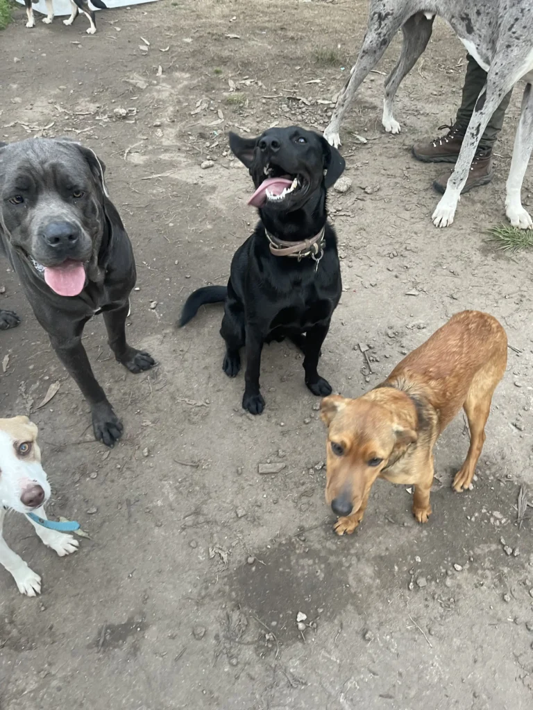 arc_pics_onlydogs (20)