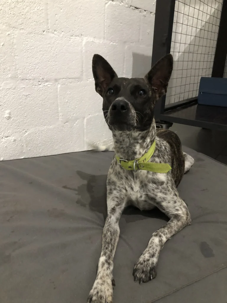 arc_pics_onlydogs (21)
