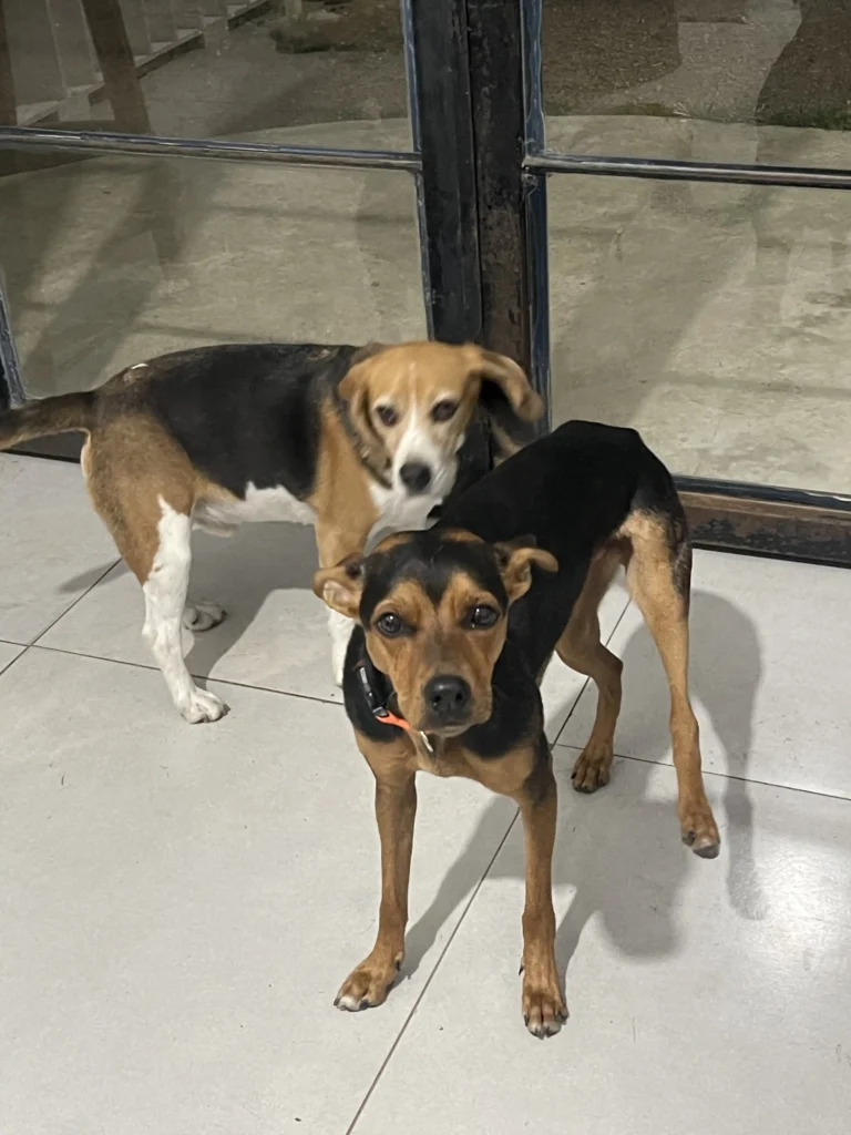 arc_pics_onlydogs (22)