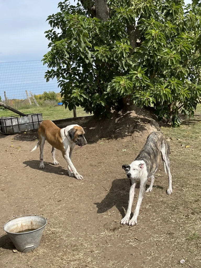 arc_pics_onlydogs (23)