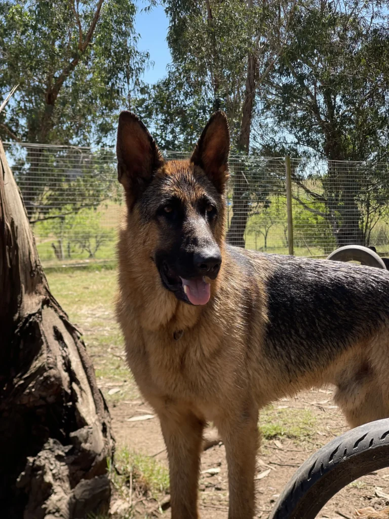 arc_pics_onlydogs (24)