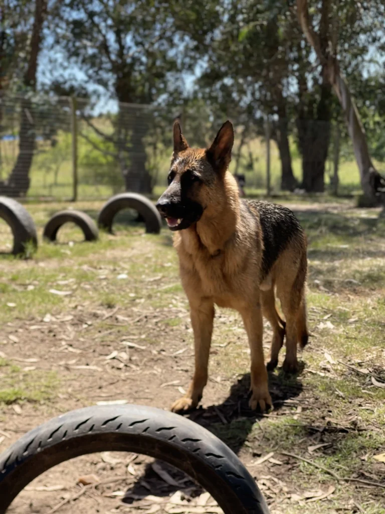 arc_pics_onlydogs (25)