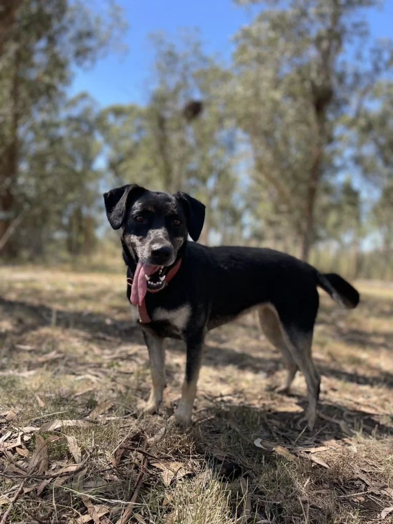 arc_pics_onlydogs (26)
