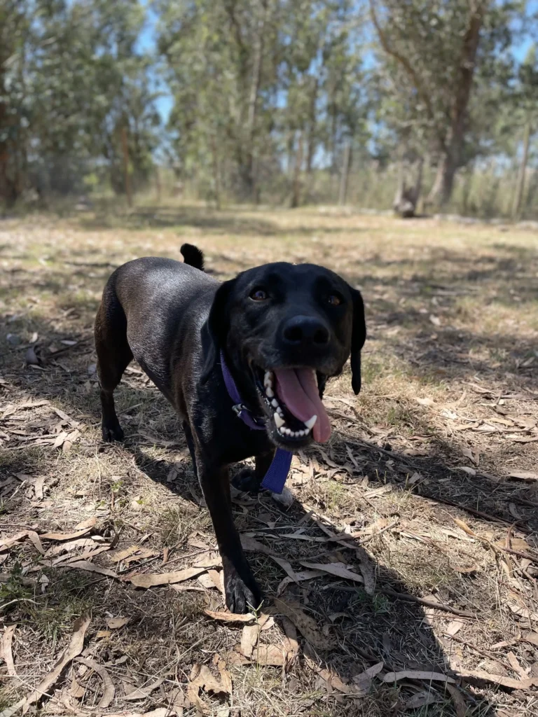arc_pics_onlydogs (27)