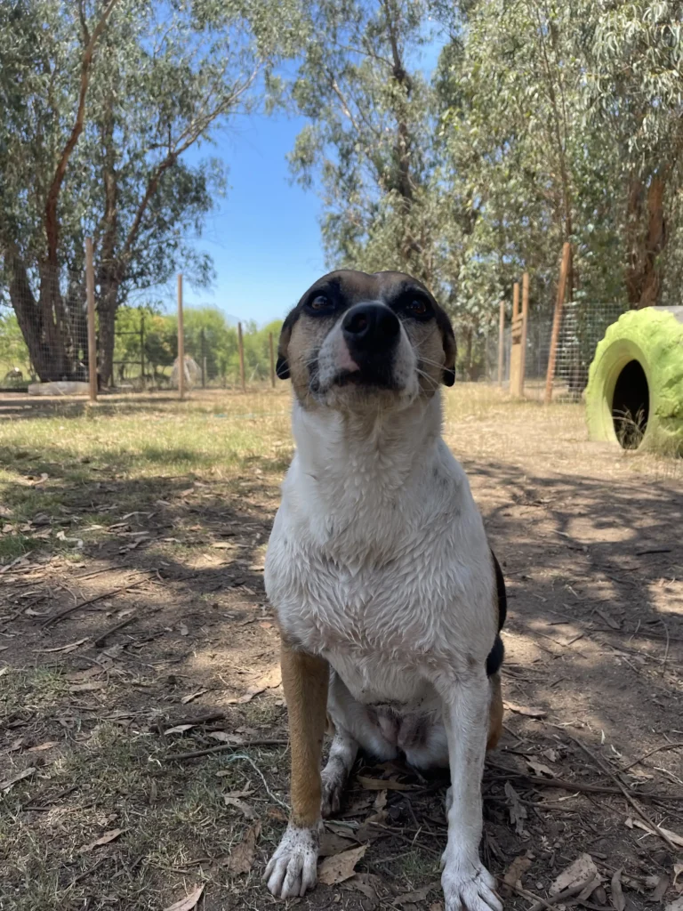 arc_pics_onlydogs (28)