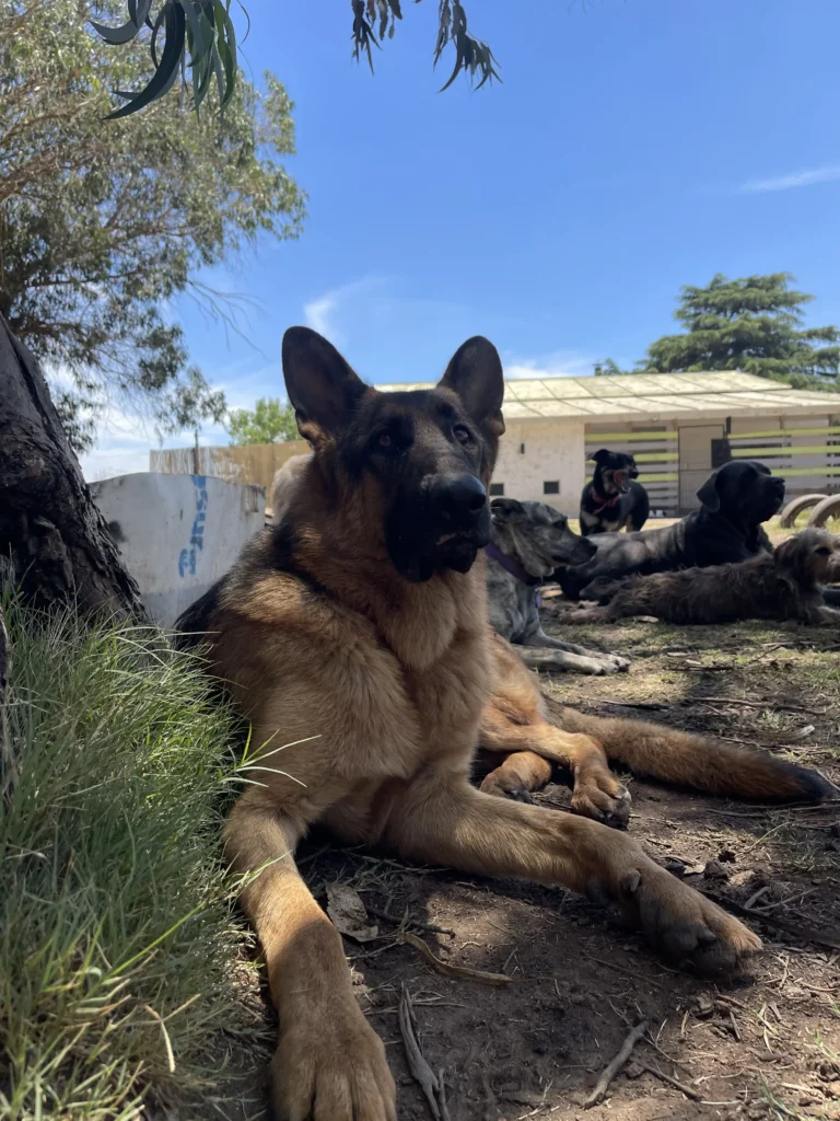 arc_pics_onlydogs (29)