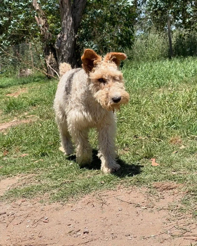 arc_pics_onlydogs (3)
