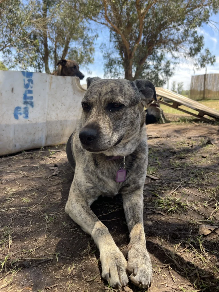 arc_pics_onlydogs (30)
