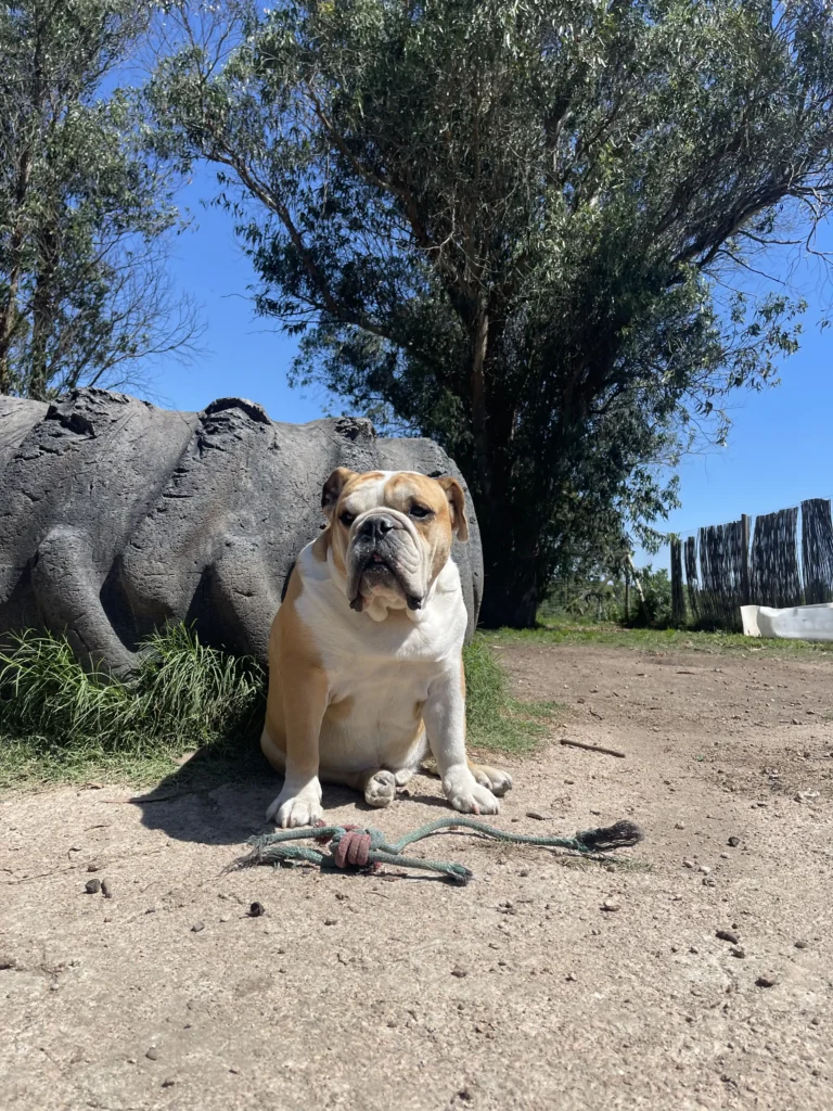 arc_pics_onlydogs (31)