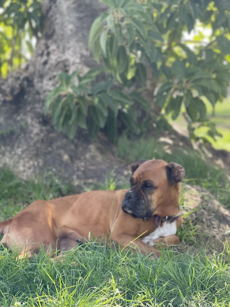 arc_pics_onlydogs (32)