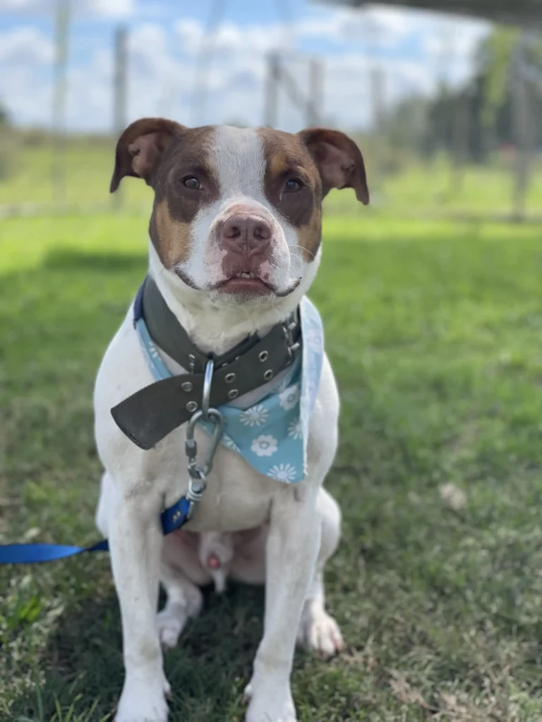 arc_pics_onlydogs (33)