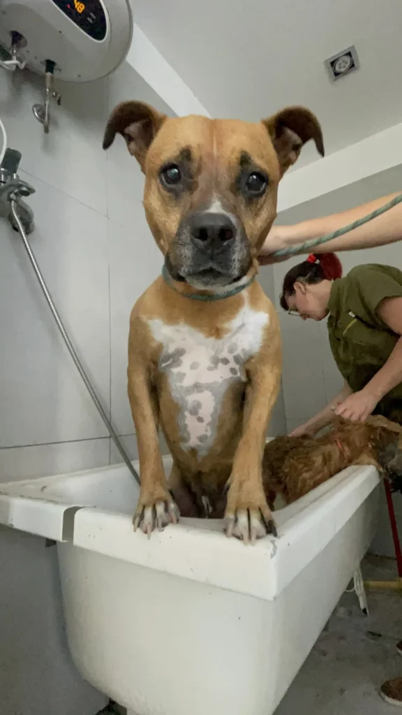 arc_pics_onlydogs (34)