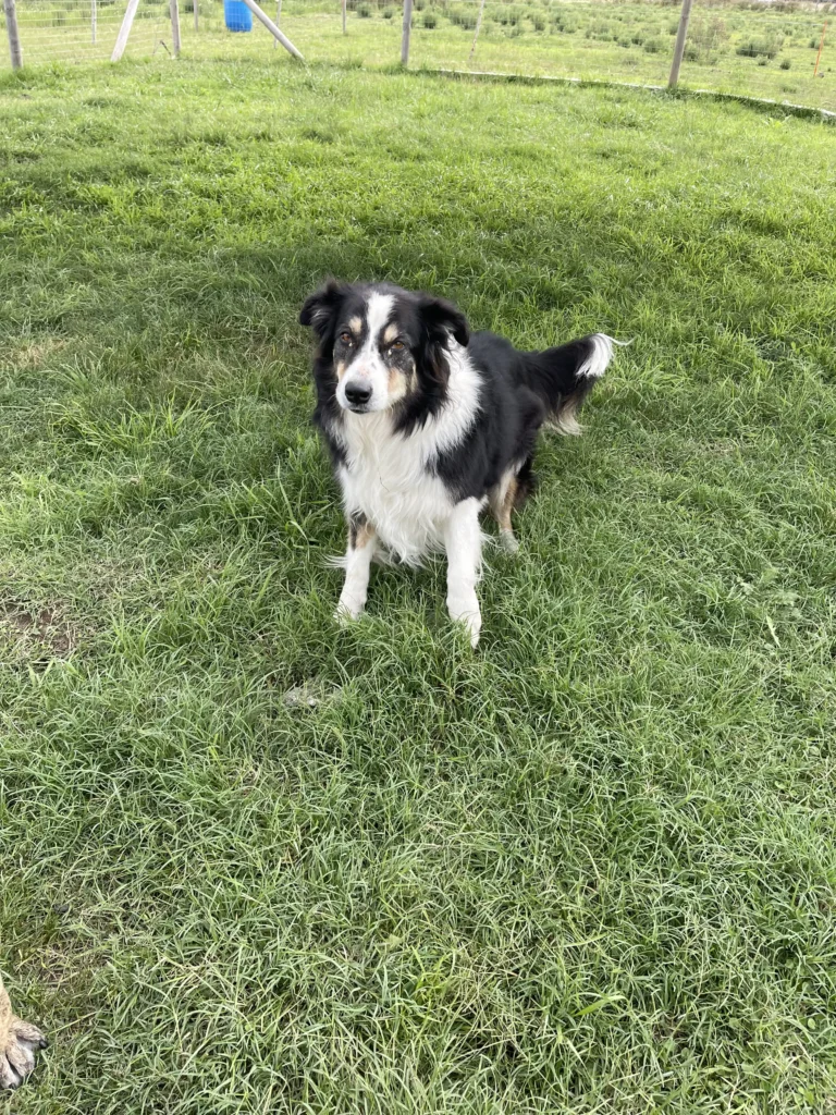 arc_pics_onlydogs (35)