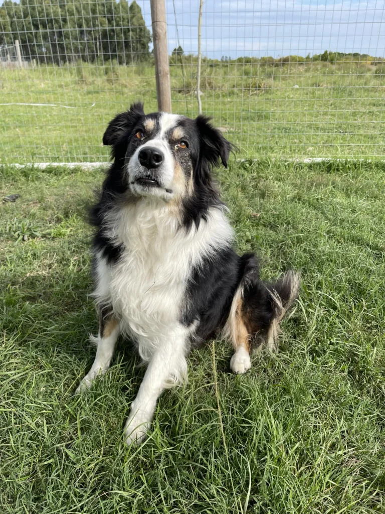 arc_pics_onlydogs (36)