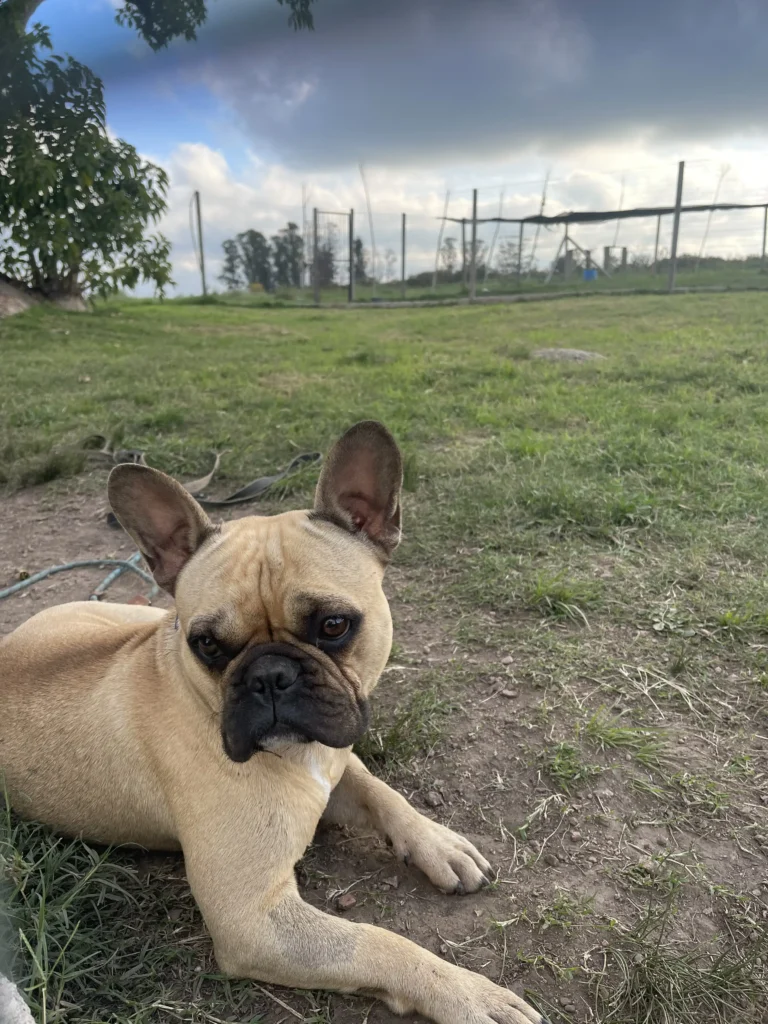 arc_pics_onlydogs (37)