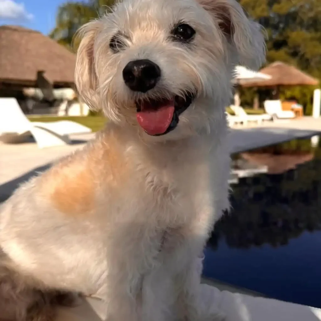 arc_pics_onlydogs (5)