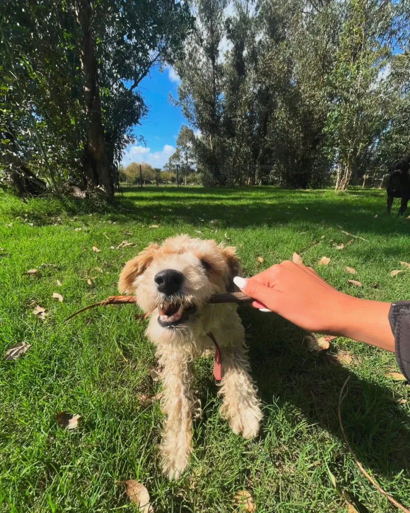 arc_pics_onlydogs (7)