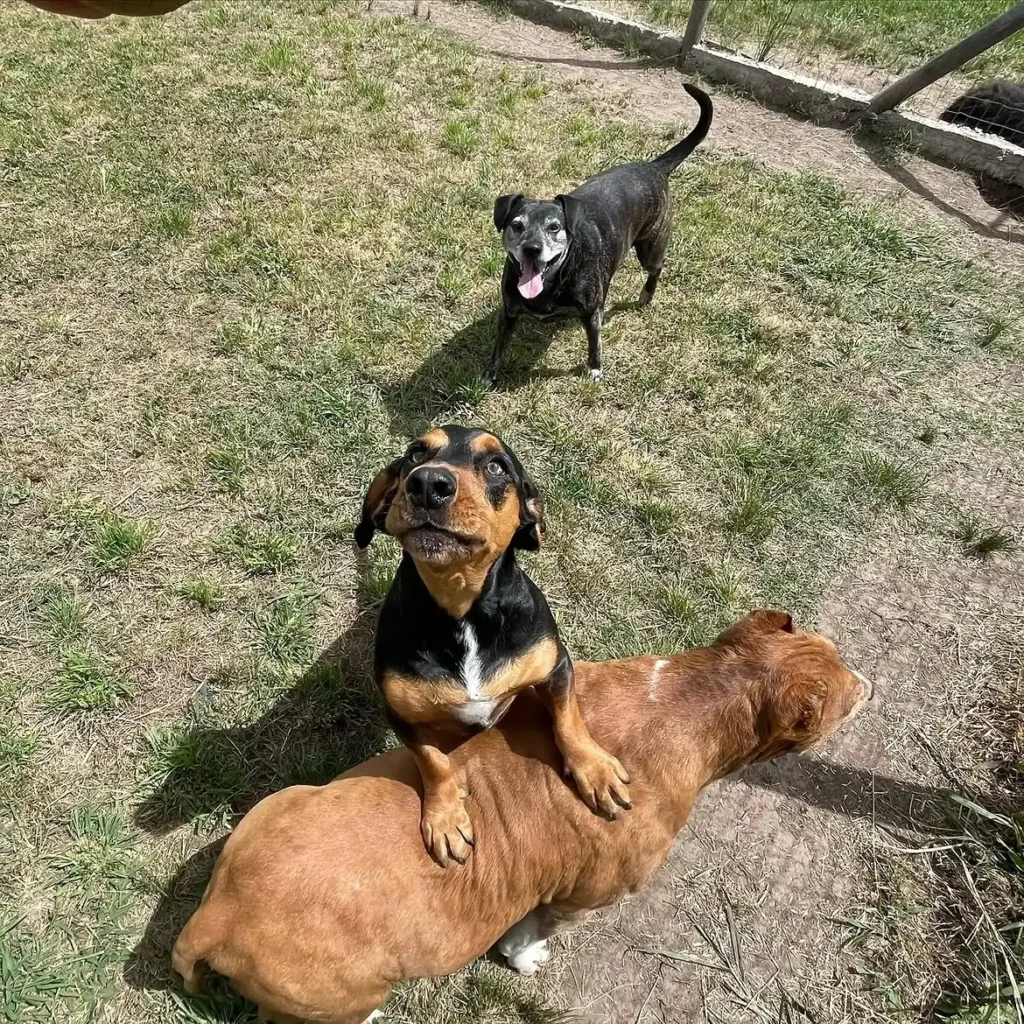 arc_pics_onlydogs (8)