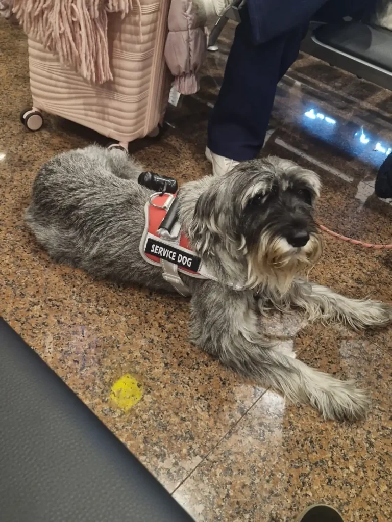 arc_pics_servicedogs (2)