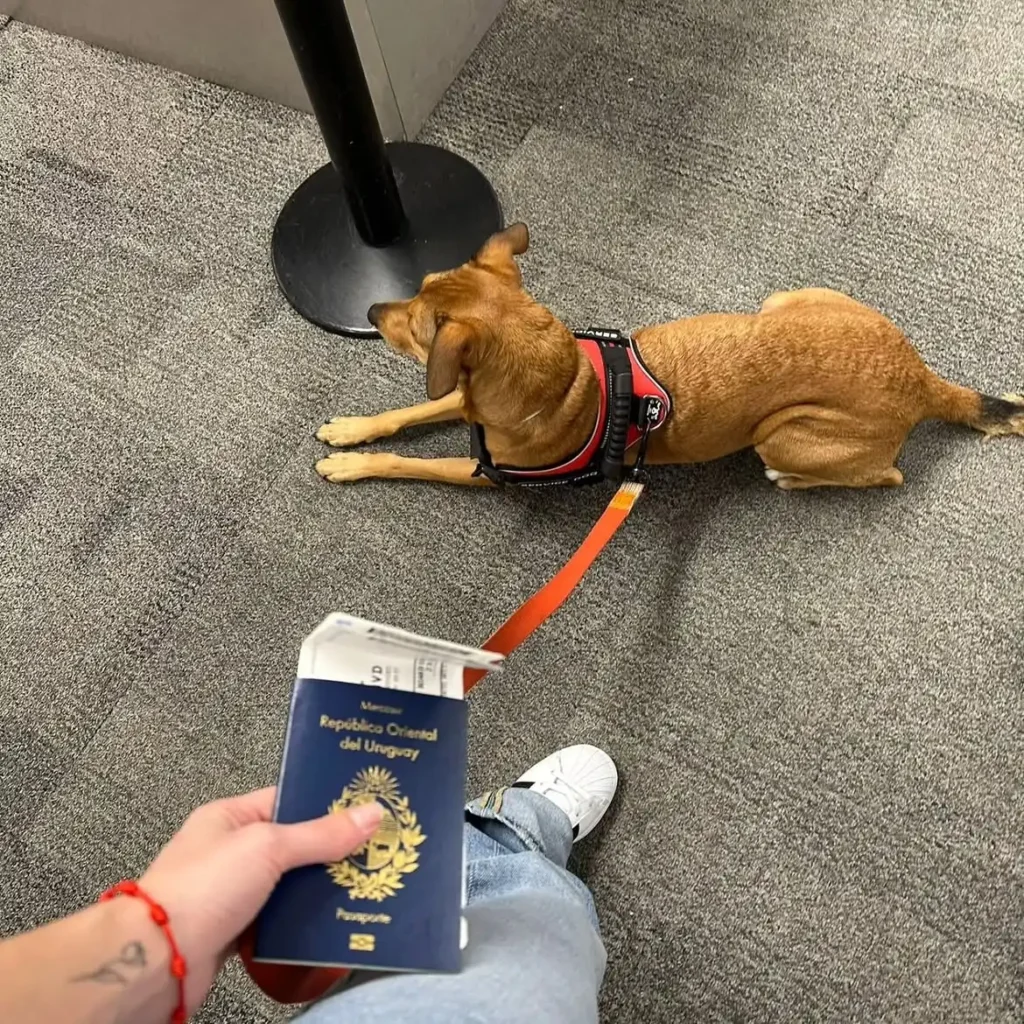arc_pics_servicedogs (3)