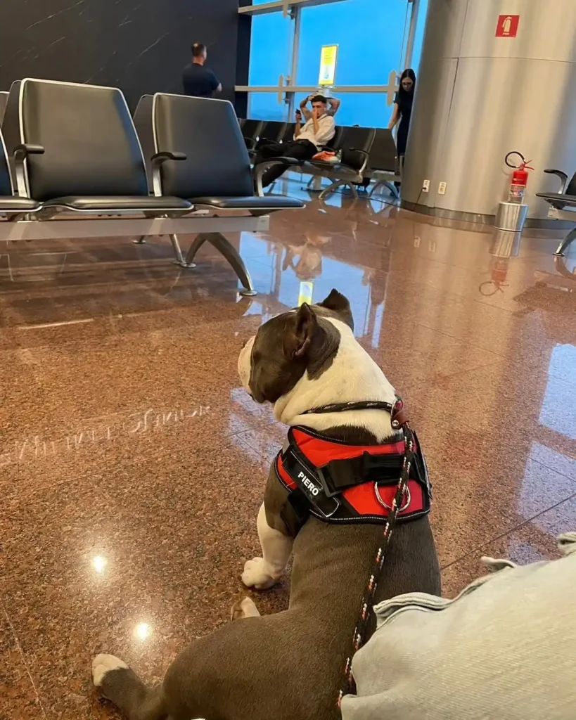 arc_pics_servicedogs (4)