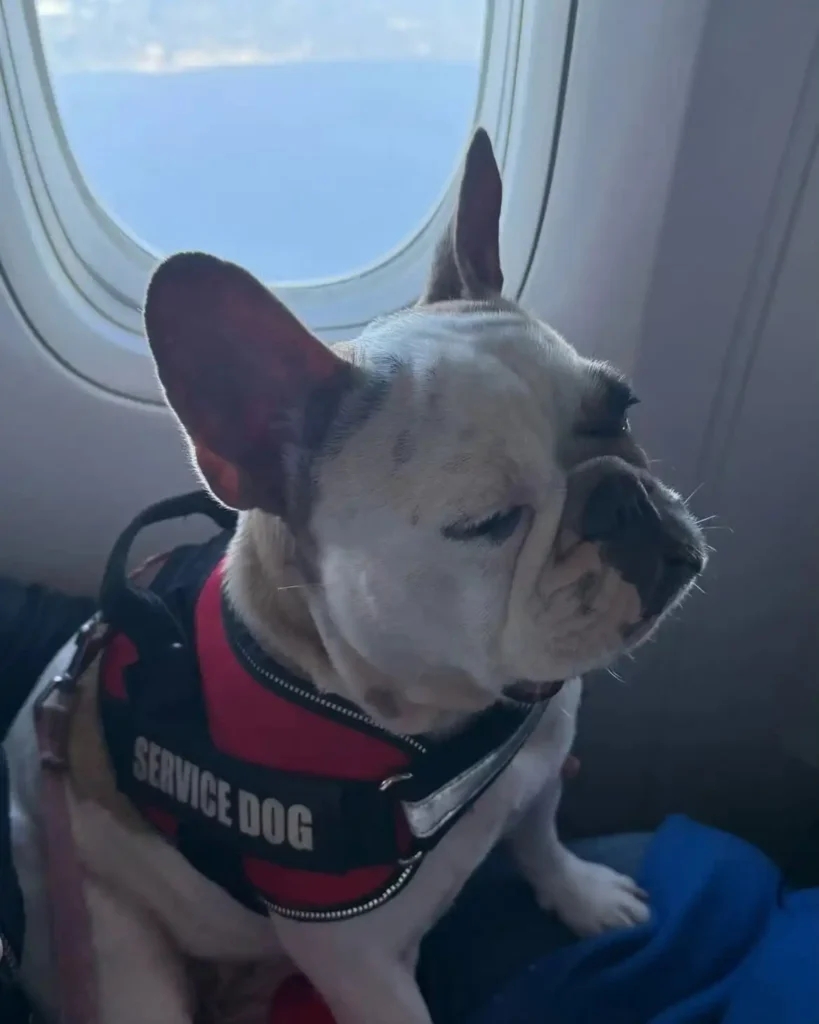 arc_pics_servicedogs (5)